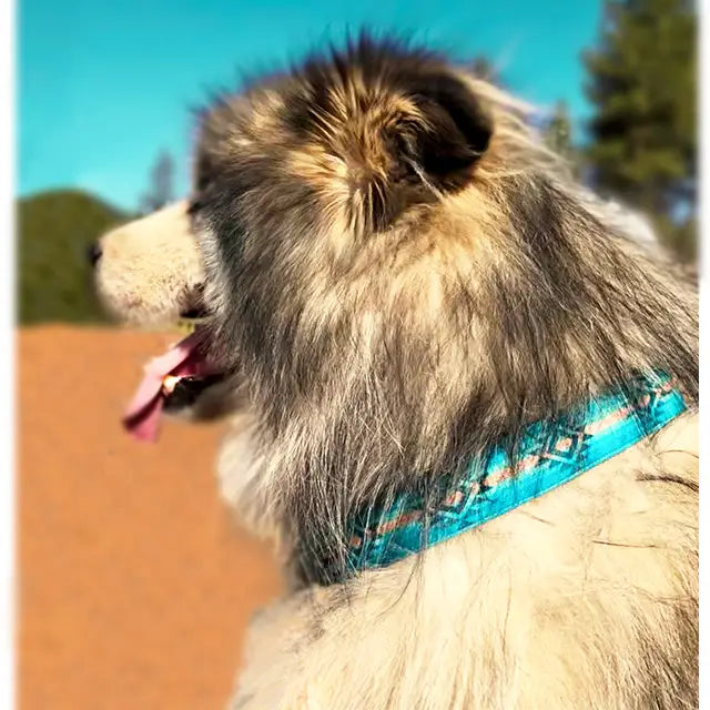 Turquoise Sky Dog Collar